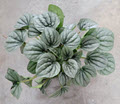 Frost Peperomia